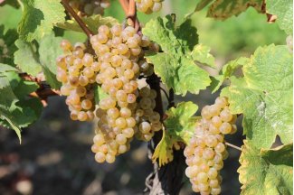 vino